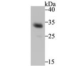 HO-1 Antibody in Western Blot (WB)