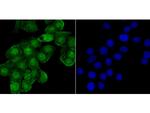 SHP-1 Antibody in Immunocytochemistry (ICC/IF)