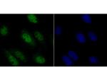 RUNX2 Antibody in Immunocytochemistry (ICC/IF)