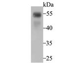 RUNX2 Antibody in Western Blot (WB)