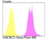 UQCRC2 Antibody in Flow Cytometry (Flow)