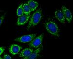 alpha-1 Microglobulin Antibody in Immunocytochemistry (ICC/IF)