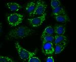 alpha-1 Microglobulin Antibody in Immunocytochemistry (ICC/IF)