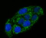 alpha-1 Microglobulin Antibody in Immunocytochemistry (ICC/IF)