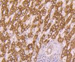 alpha-1 Microglobulin Antibody in Immunohistochemistry (Paraffin) (IHC (P))