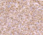 alpha-1 Microglobulin Antibody in Immunohistochemistry (Paraffin) (IHC (P))