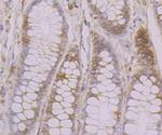 Calnexin Antibody in Immunohistochemistry (Paraffin) (IHC (P))