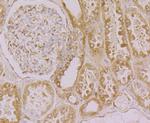 Calnexin Antibody in Immunohistochemistry (Paraffin) (IHC (P))