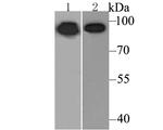 Calnexin Antibody in Western Blot (WB)