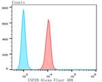 USP28 Antibody in Flow Cytometry (Flow)