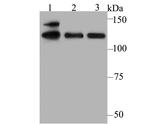 USP28 Antibody in Western Blot (WB)