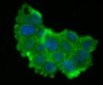 SDHB Antibody in Immunocytochemistry (ICC/IF)