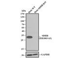 SDHB Antibody in Western Blot (WB)