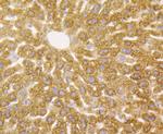 Aminoacylase Antibody in Immunohistochemistry (Paraffin) (IHC (P))