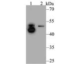 ILK Antibody in Western Blot (WB)