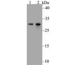 Galectin 3 Antibody in Western Blot (WB)