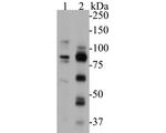 FOXP1 Antibody in Western Blot (WB)