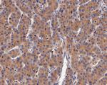 DOG-1 Antibody in Immunohistochemistry (Paraffin) (IHC (P))