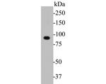 DOG-1 Antibody in Western Blot (WB)