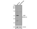 RIP3 Antibody in Western Blot (WB)