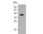 DWARF 14 Antibody in Western Blot (WB)