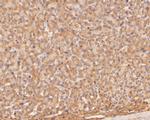 TREM2 Antibody in Immunohistochemistry (Paraffin) (IHC (P))