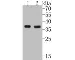 MTHFD2 Antibody in Western Blot (WB)