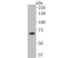 Optineurin Antibody in Western Blot (WB)