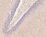 TTL Antibody in Immunohistochemistry (Paraffin) (IHC (P))