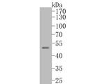 TTL Antibody in Western Blot (WB)