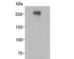 CD35 Antibody in Western Blot (WB)