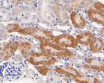 GOLGA7 Antibody in Immunohistochemistry (Paraffin) (IHC (P))