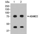 ADAM22 Antibody in Western Blot (WB)