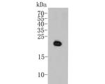 p16INK4a Antibody in Western Blot (WB)