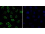 CLIC1 Antibody in Immunocytochemistry (ICC/IF)