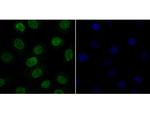 CLIC1 Antibody in Immunocytochemistry (ICC/IF)