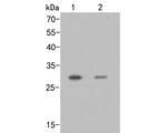 SIX2 Antibody in Western Blot (WB)