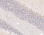 SYNDIG1 Antibody in Immunohistochemistry (Paraffin) (IHC (P))