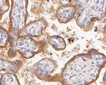 SYNDIG1 Antibody in Immunohistochemistry (Paraffin) (IHC (P))