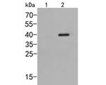 Phospho-p38 MAPK (Thr180) Antibody in Western Blot (WB)