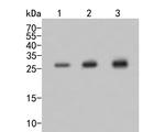 eIF6 Antibody in Western Blot (WB)