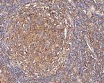 Apolipoprotein J Antibody in Immunohistochemistry (Paraffin) (IHC (P))