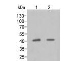 MVK Antibody in Western Blot (WB)