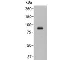 Cullin 4B Antibody in Western Blot (WB)