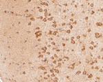 NAT13 Antibody in Immunohistochemistry (Paraffin) (IHC (P))