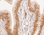 KAP3 Antibody in Immunohistochemistry (Paraffin) (IHC (P))