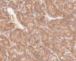 KAP3 Antibody in Immunohistochemistry (Paraffin) (IHC (P))