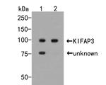 KAP3 Antibody in Western Blot (WB)