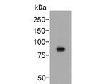 KAP3 Antibody in Western Blot (WB)