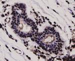 STAT1 alpha/beta Antibody in Immunohistochemistry (Paraffin) (IHC (P))